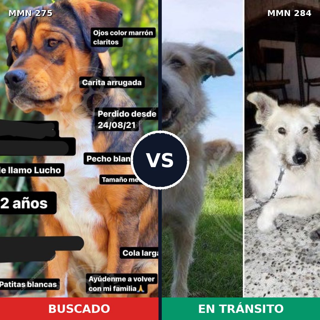 Comparativa MMS 5713: mascota perdida y mascota encontrada, 52% de similitud