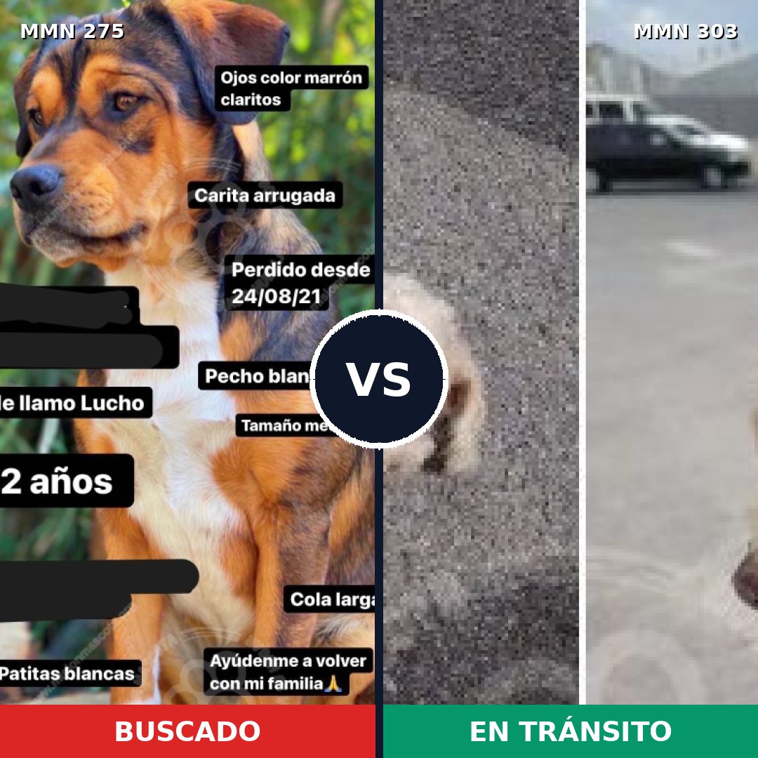 Comparativa MMS 5714: mascota perdida y mascota encontrada, 10% de similitud