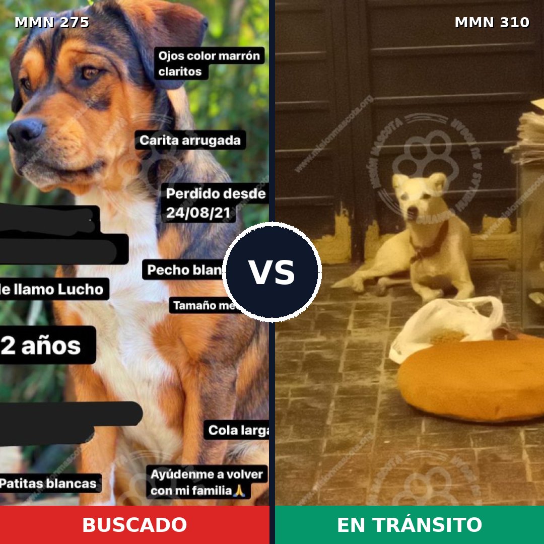 Comparativa MMS 5715: mascota perdida y mascota encontrada, 48% de similitud