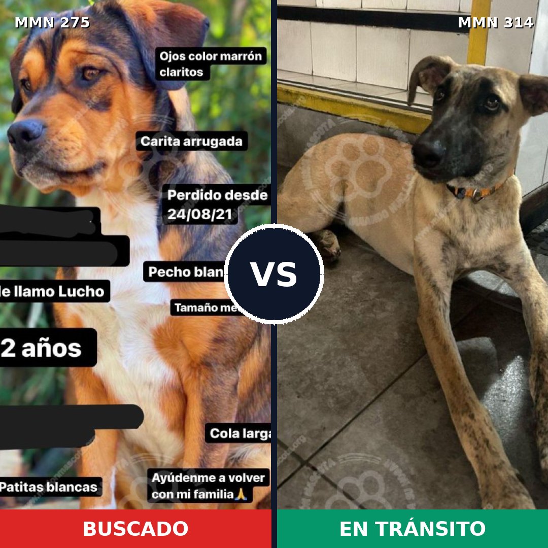 Comparativa MMS 5716: mascota perdida y mascota encontrada, 8% de similitud