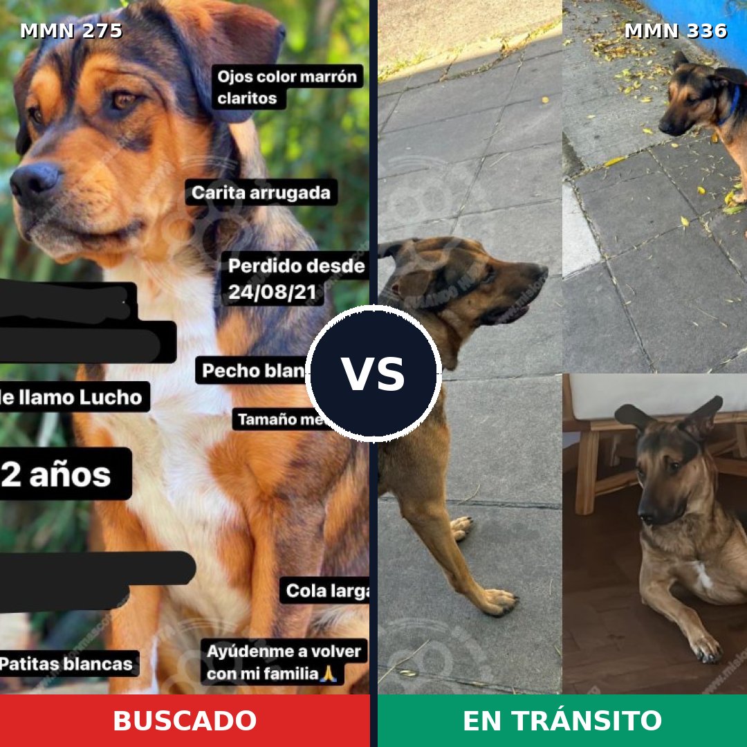 Comparativa MMS 5717: mascota perdida y mascota encontrada, 70% de similitud