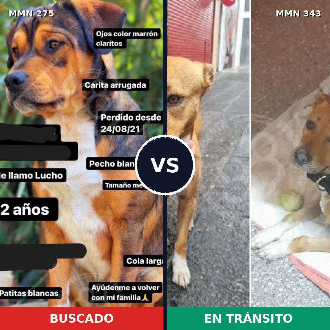 Comparativa MMS 5718: mascota perdida y mascota encontrada, 49% de similitud