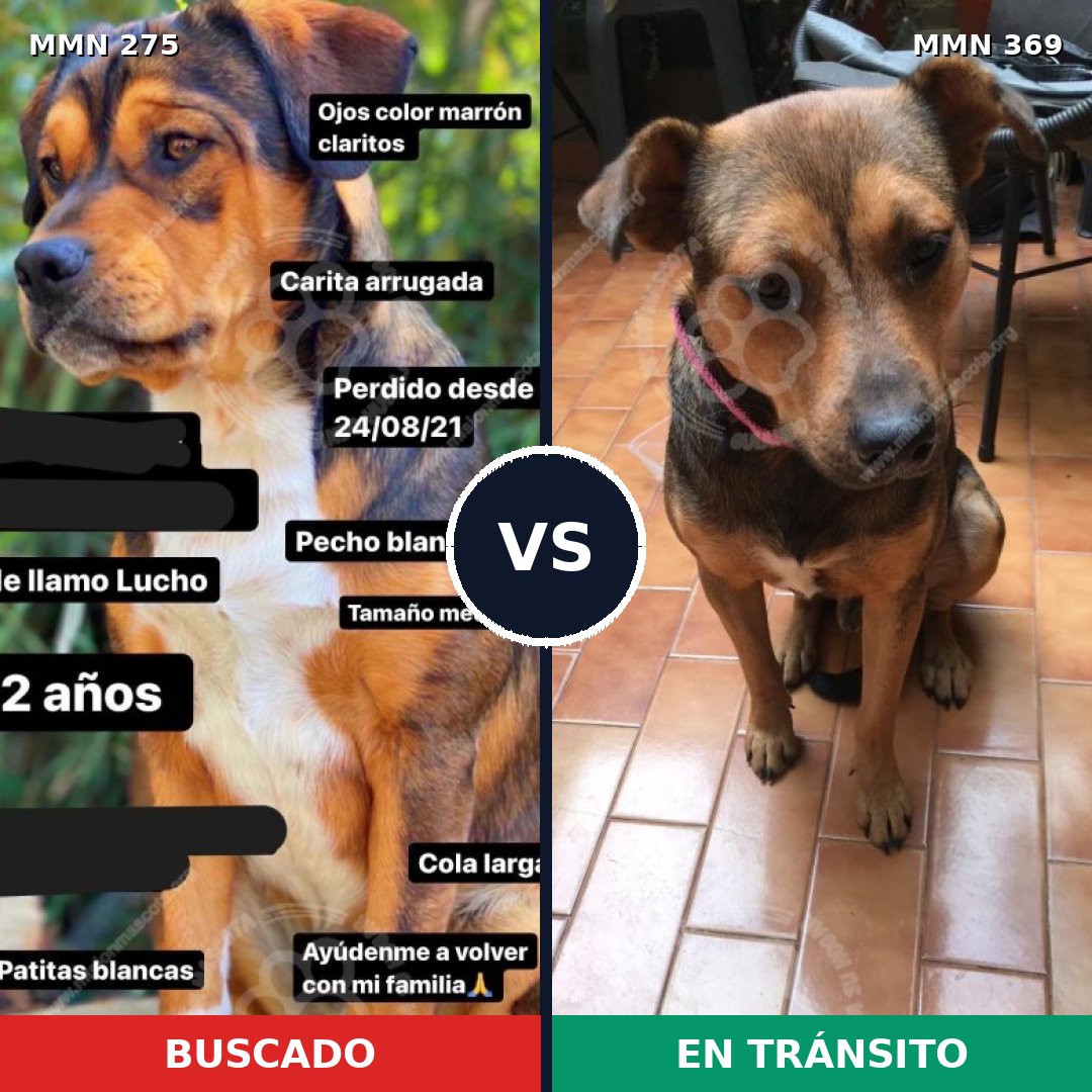 Comparativa MMS 5719: mascota perdida y mascota encontrada, 82% de similitud