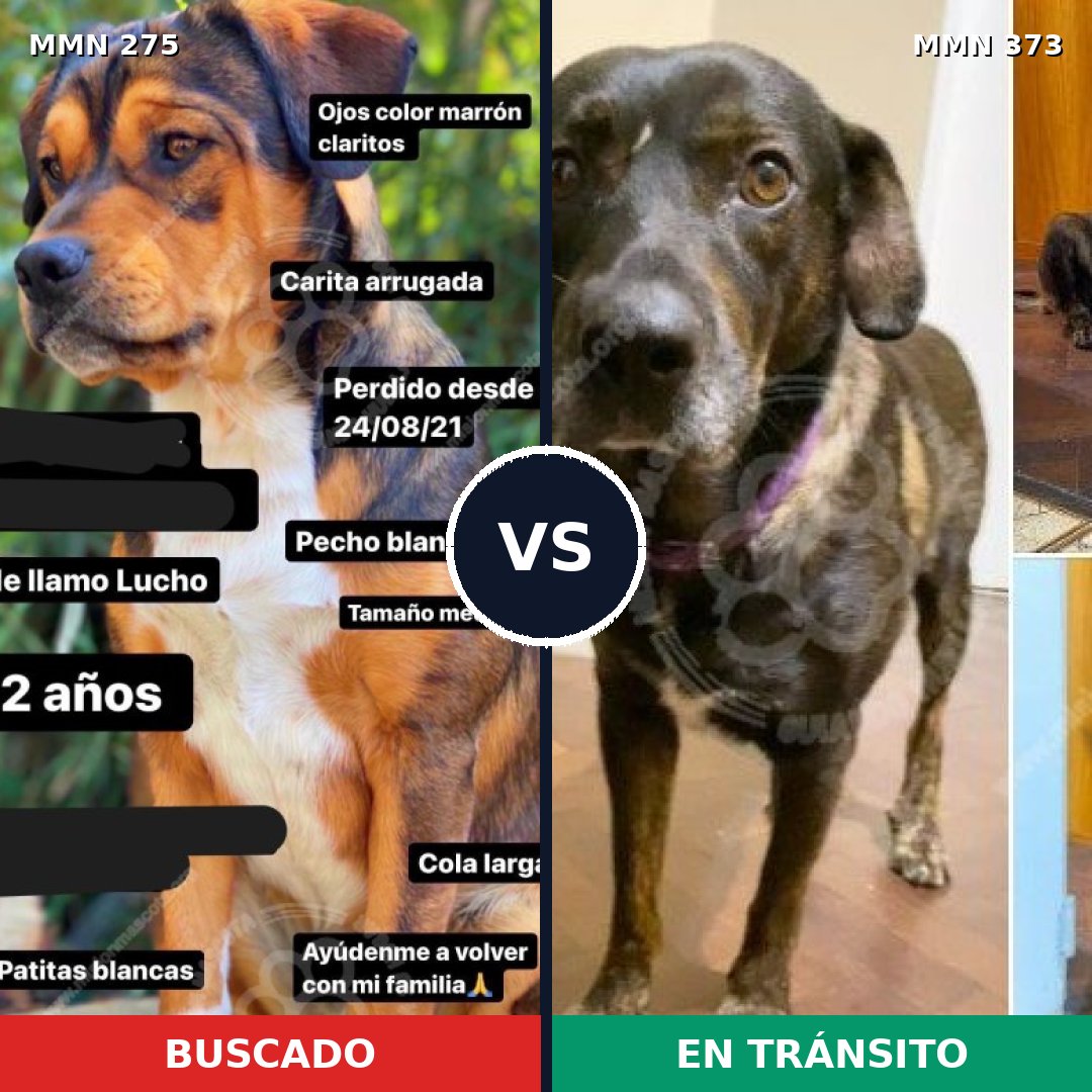Comparativa MMS 5720: mascota perdida y mascota encontrada, 45% de similitud