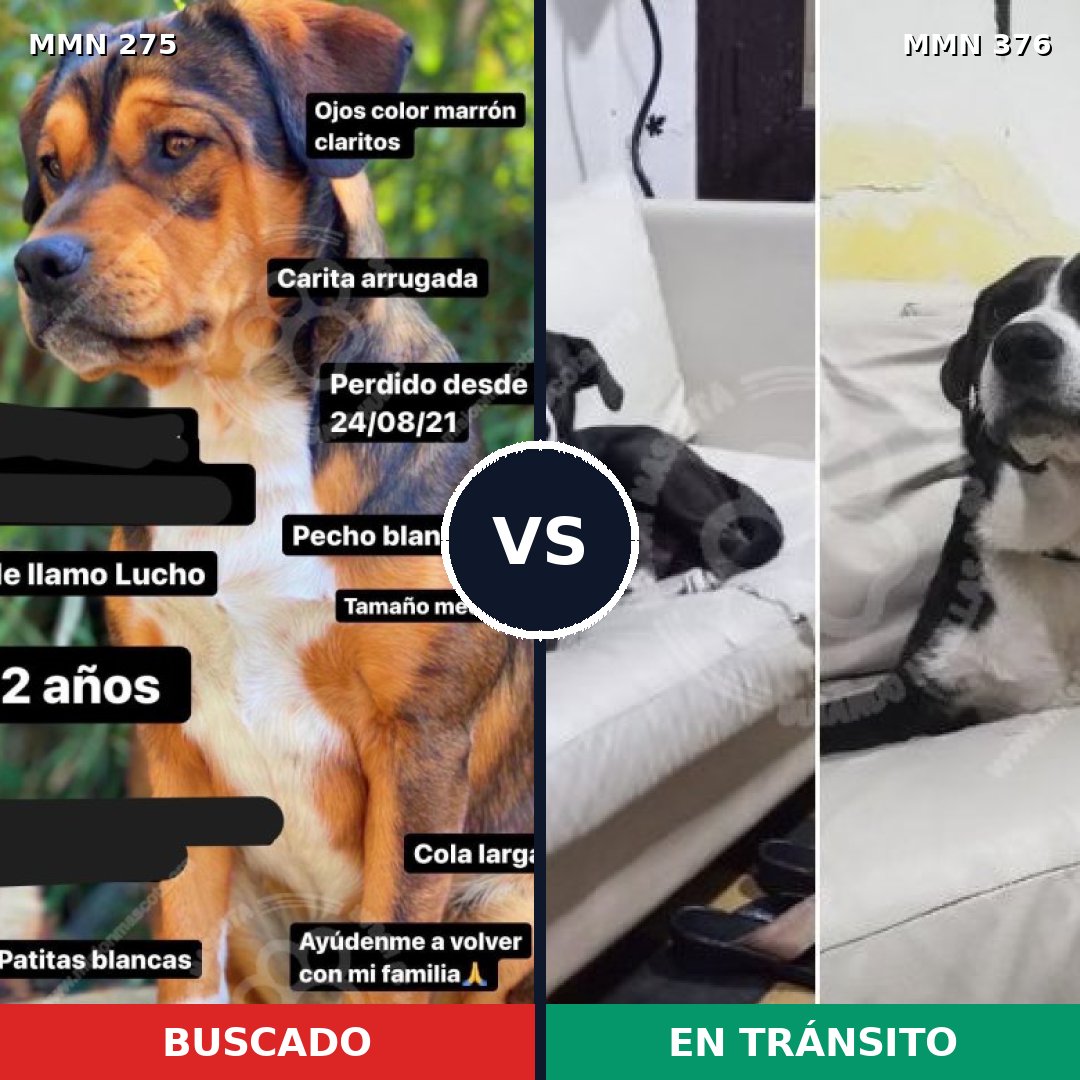 Comparativa MMS 5721: mascota perdida y mascota encontrada, 64% de similitud