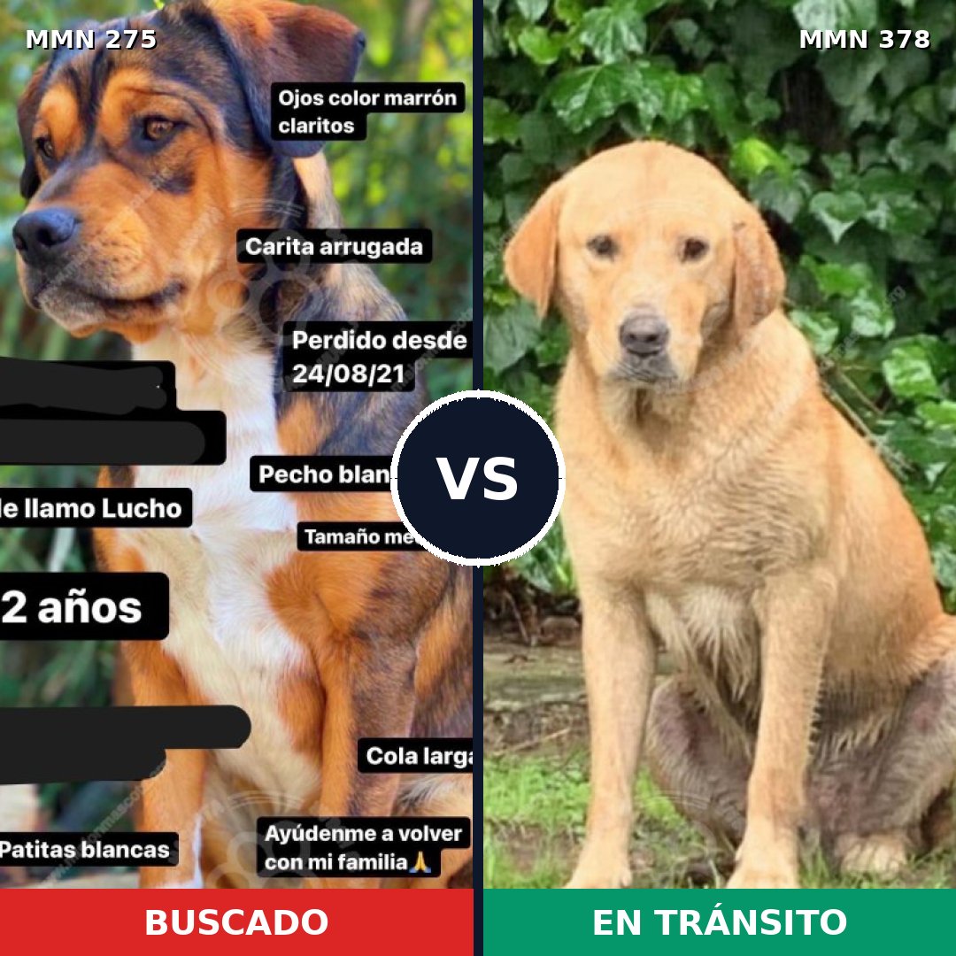 Comparativa MMS 5722: mascota perdida y mascota encontrada, 11% de similitud