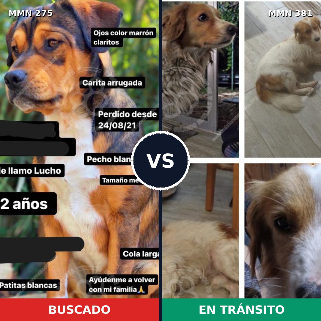 Comparativa MMS 5723: mascota perdida y mascota encontrada, 52% de similitud