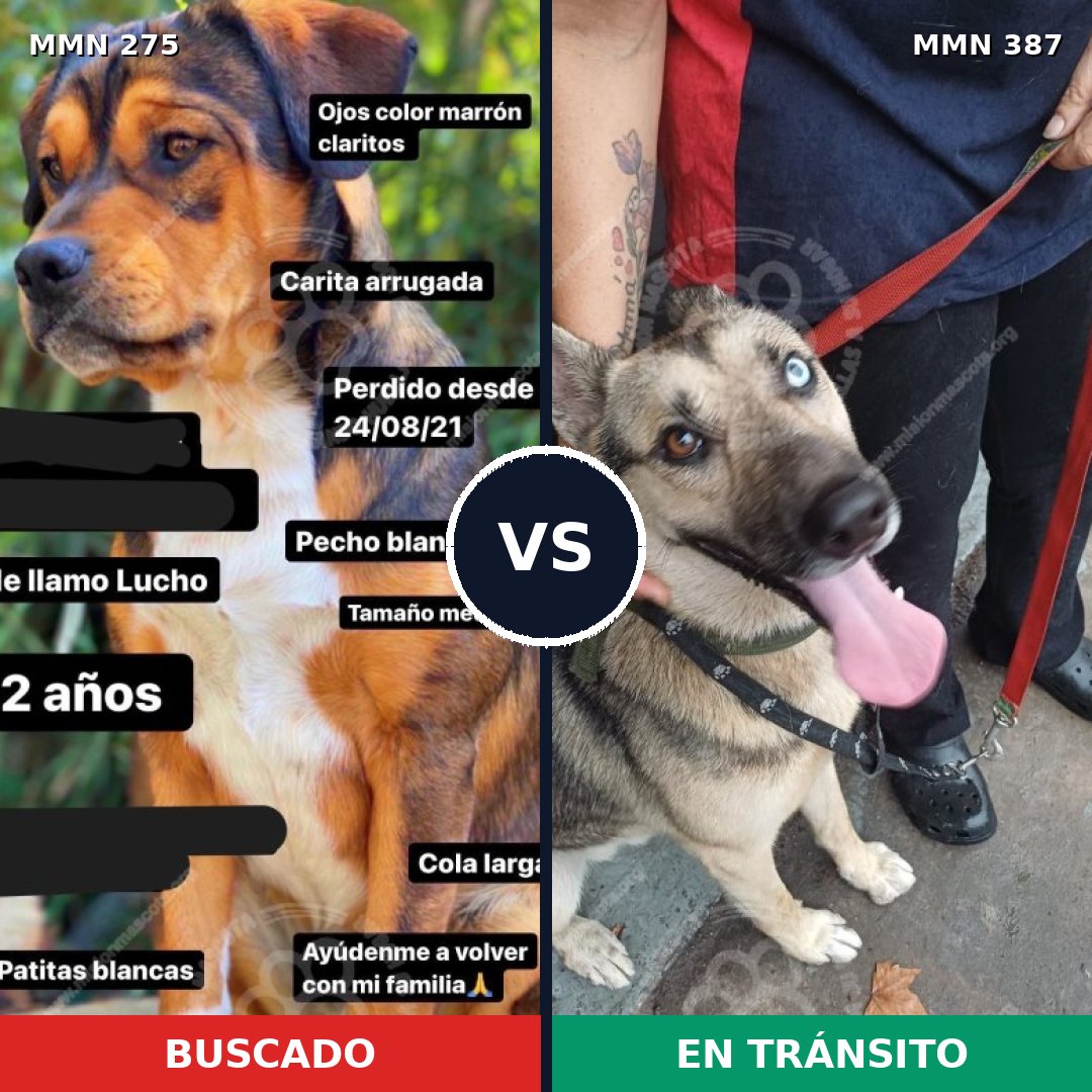 Comparativa MMS 5724: mascota perdida y mascota encontrada, 44% de similitud