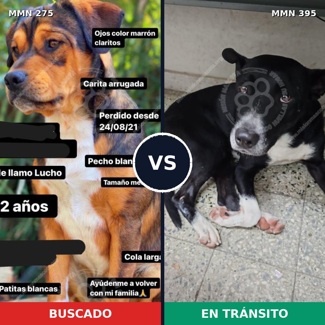 Comparativa MMS 5725: mascota perdida y mascota encontrada, 61% de similitud