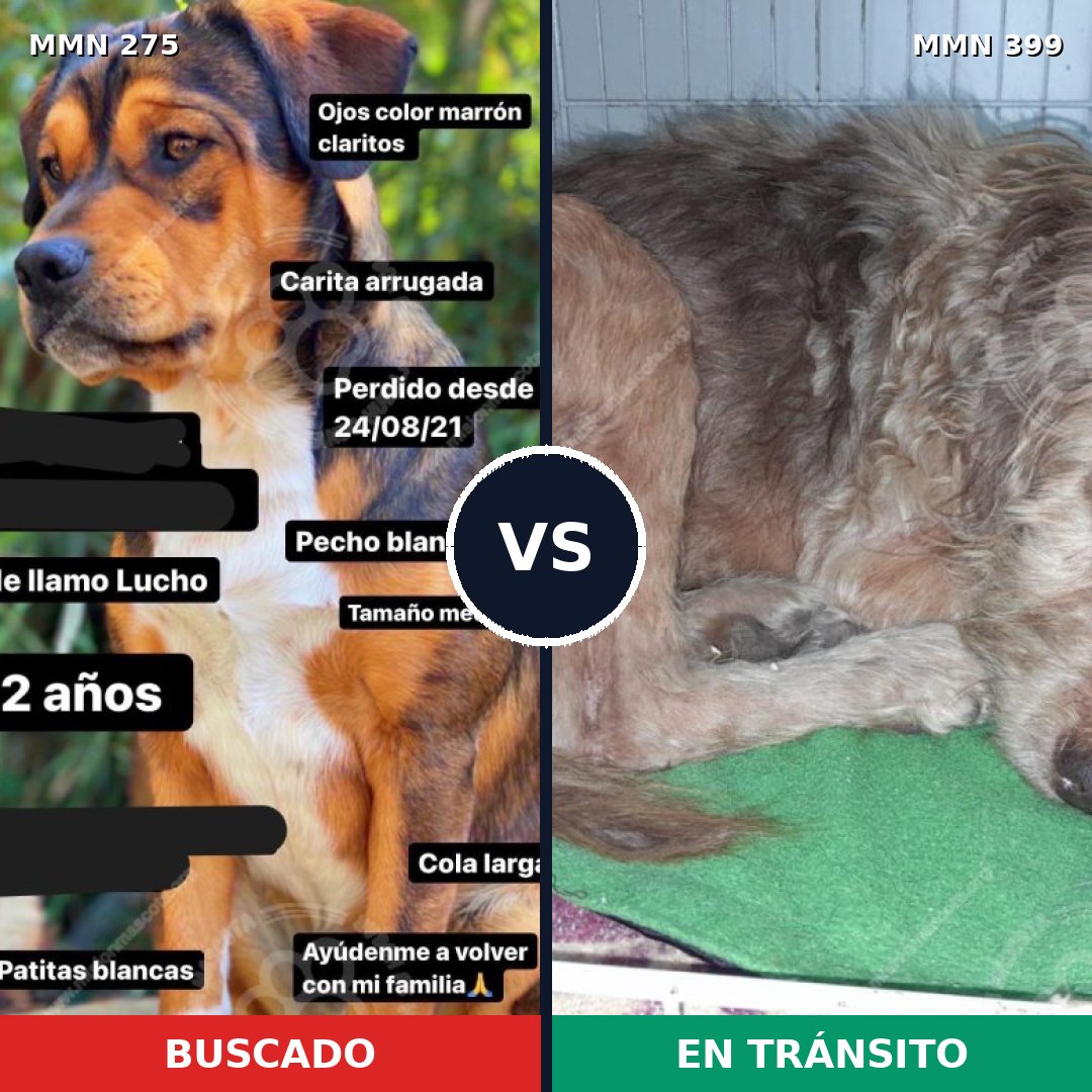 Comparativa MMS 5726: mascota perdida y mascota encontrada, 62% de similitud