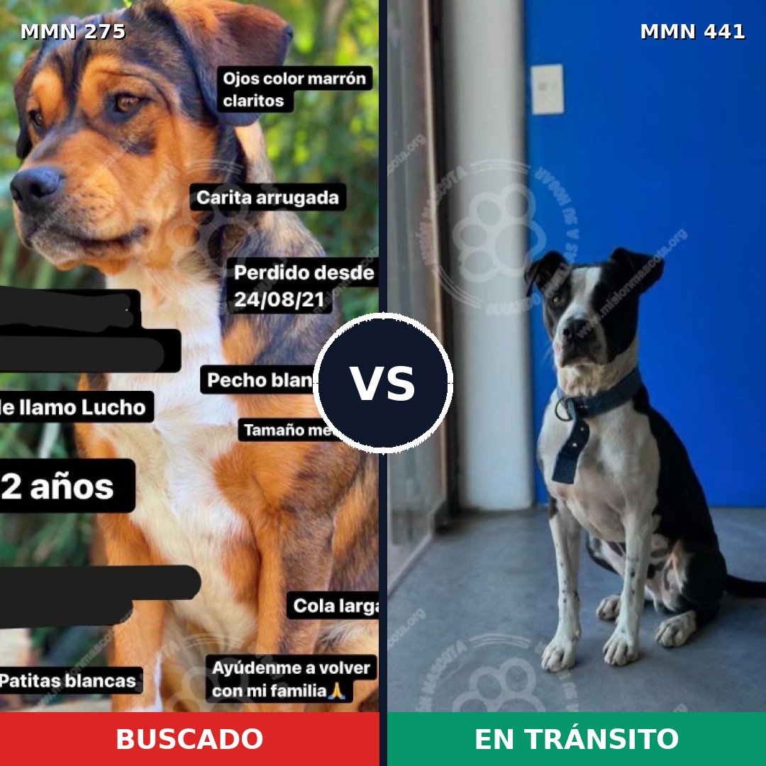 Comparativa MMS 5729: mascota perdida y mascota encontrada, 20% de similitud