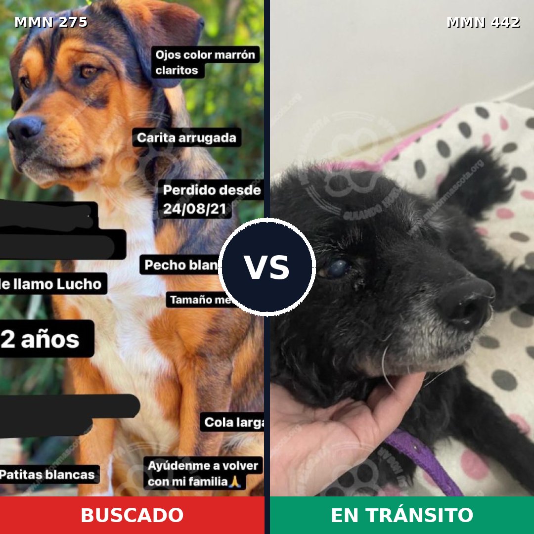 Comparativa MMS 5730: mascota perdida y mascota encontrada, 59% de similitud