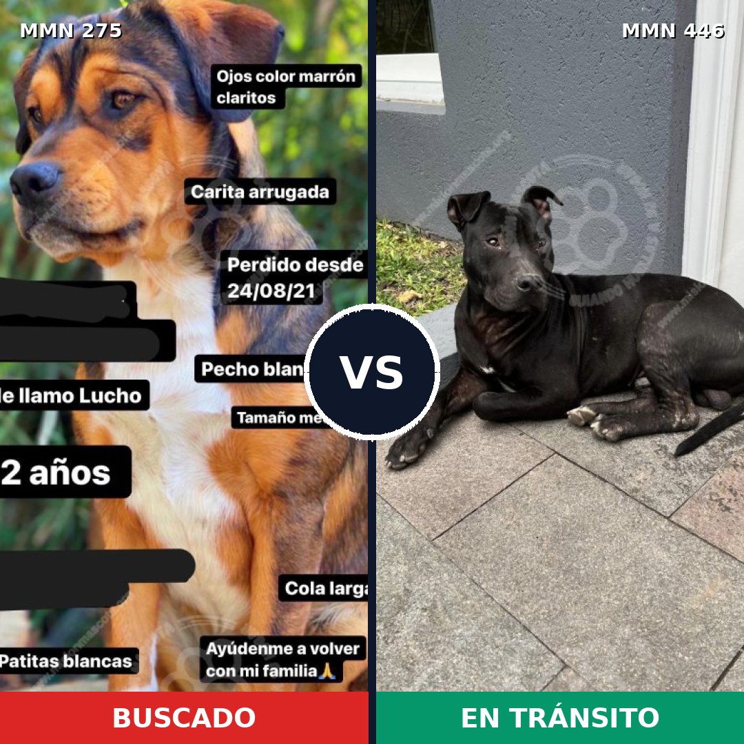 Comparativa MMS 5731: mascota perdida y mascota encontrada, 62% de similitud