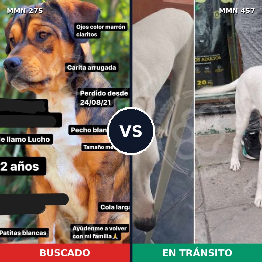Comparativa MMS 5732: mascota perdida y mascota encontrada, 49% de similitud
