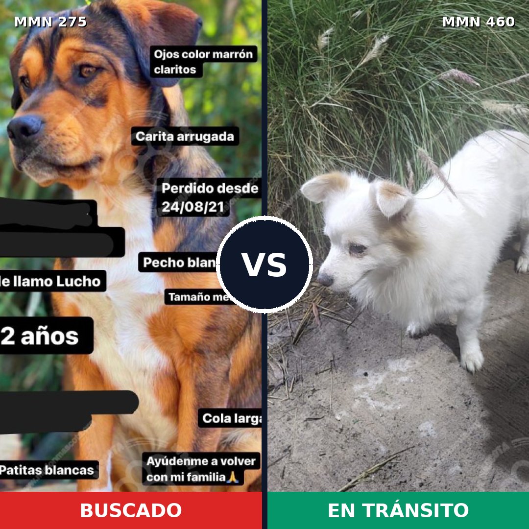 Comparativa MMS 5733: mascota perdida y mascota encontrada, 52% de similitud