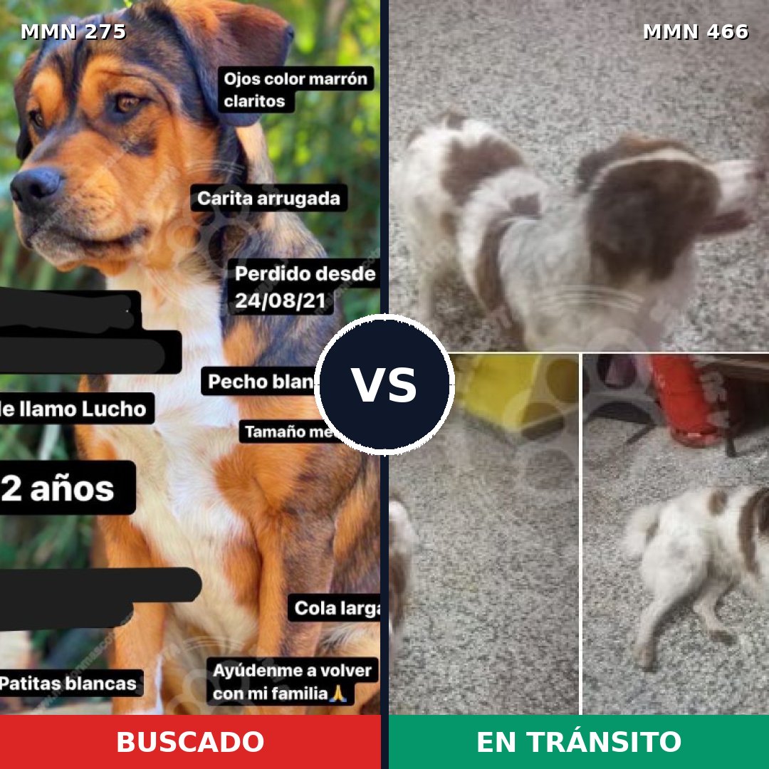 Comparativa MMS 5734: mascota perdida y mascota encontrada, 52% de similitud