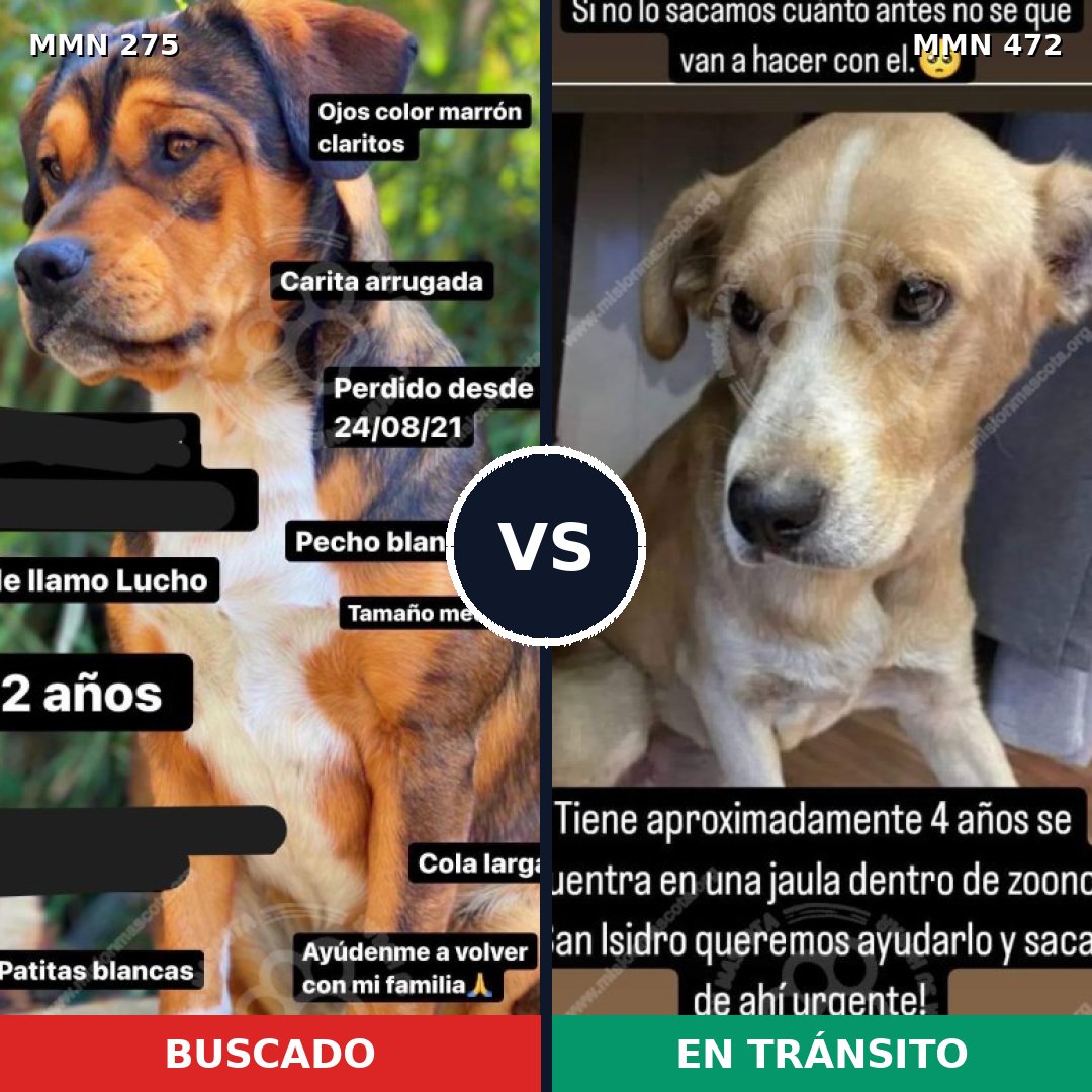 Comparativa MMS 5735: mascota perdida y mascota encontrada, 49% de similitud