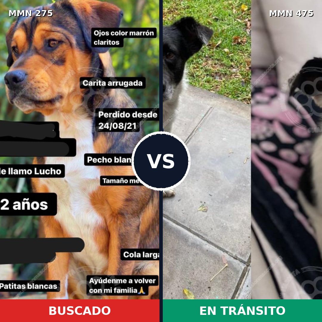 Comparativa MMS 5736: mascota perdida y mascota encontrada, 62% de similitud