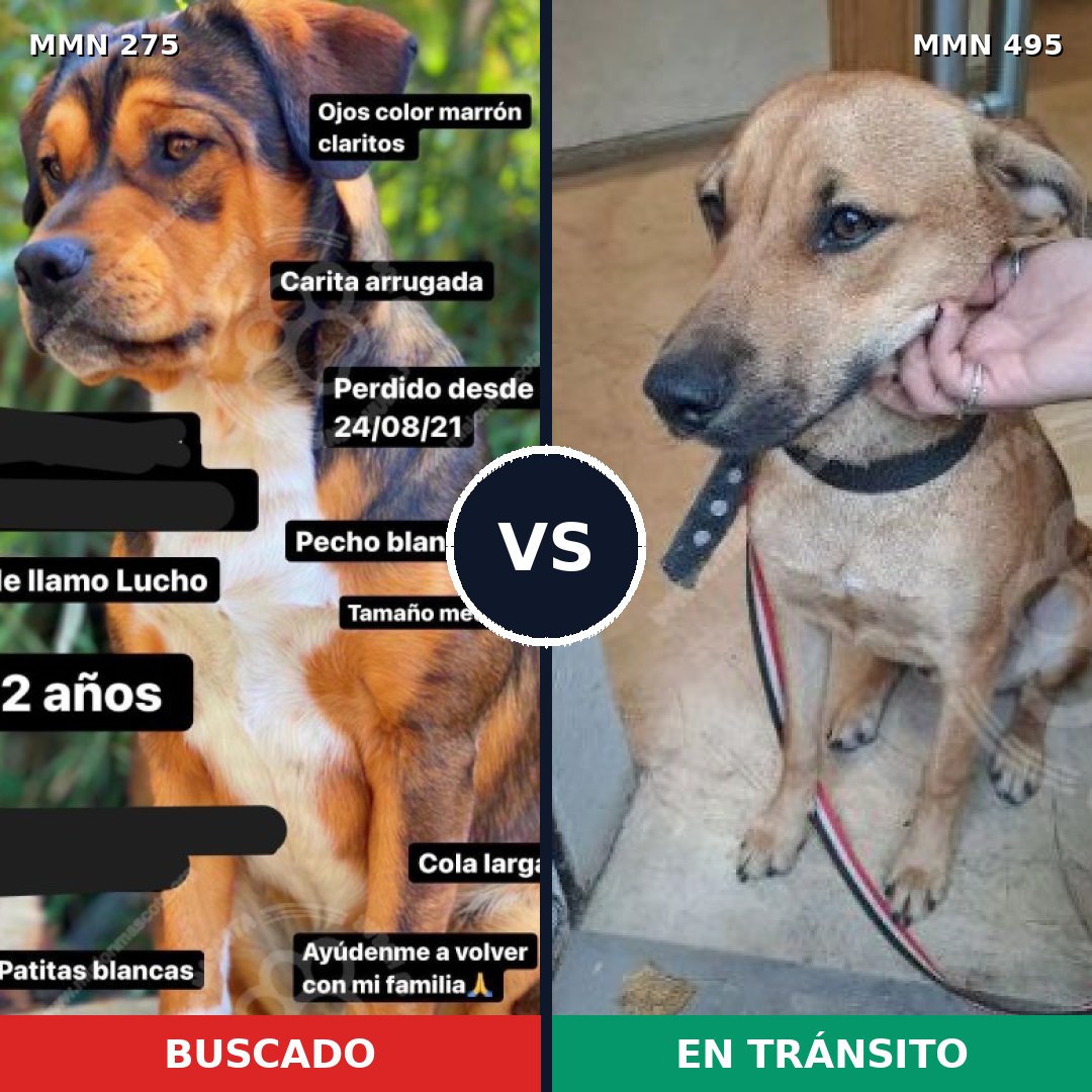 Comparativa MMS 5738: mascota perdida y mascota encontrada, 59% de similitud