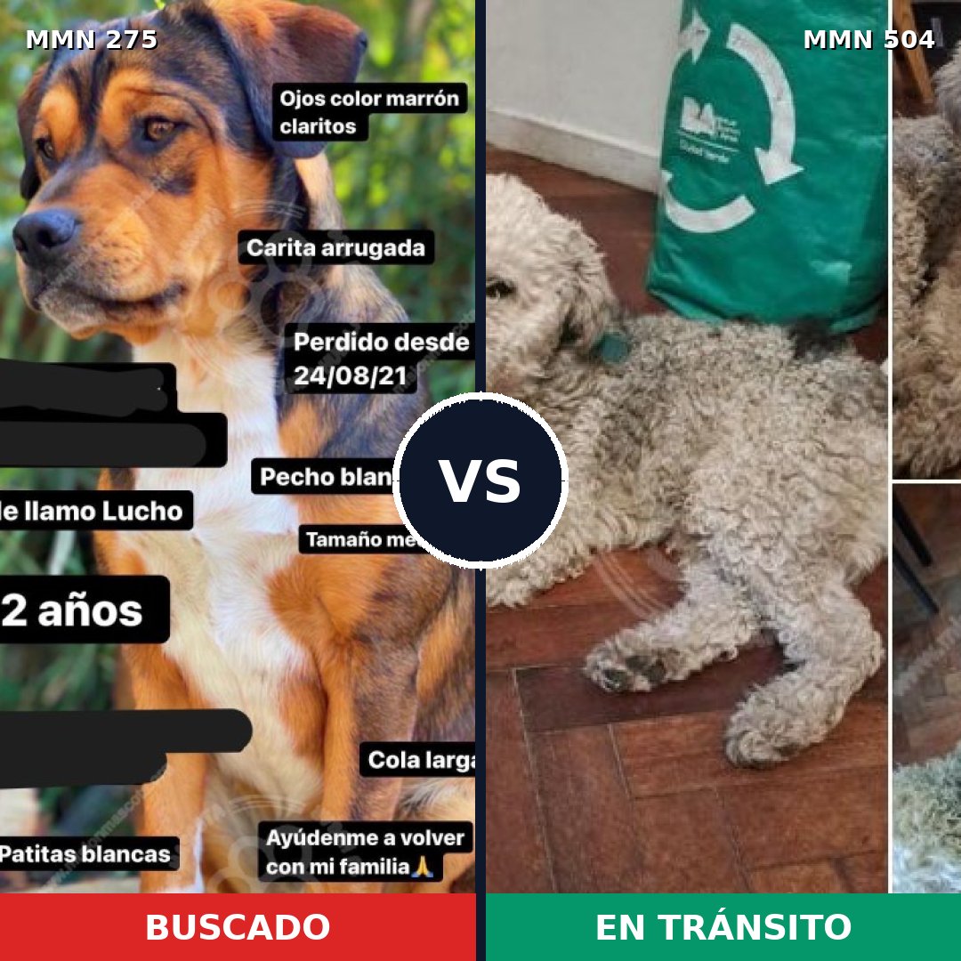 Comparativa MMS 5739: mascota perdida y mascota encontrada, 62% de similitud