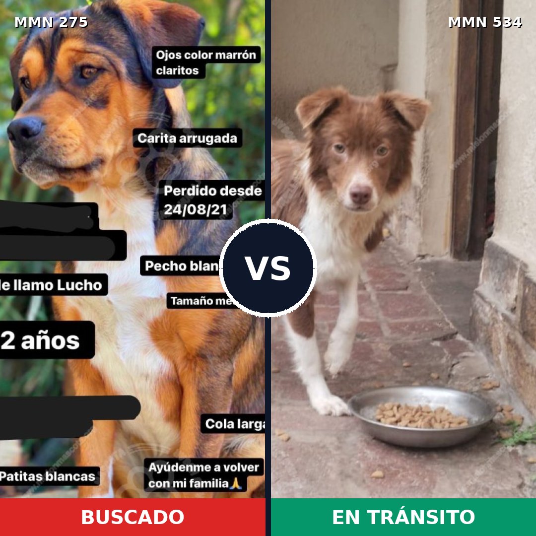 Comparativa MMS 5741: mascota perdida y mascota encontrada, 69% de similitud