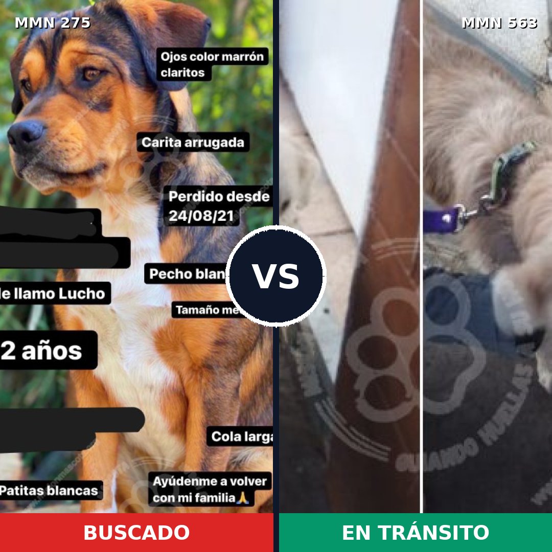 Comparativa MMS 5745: mascota perdida y mascota encontrada, 51% de similitud