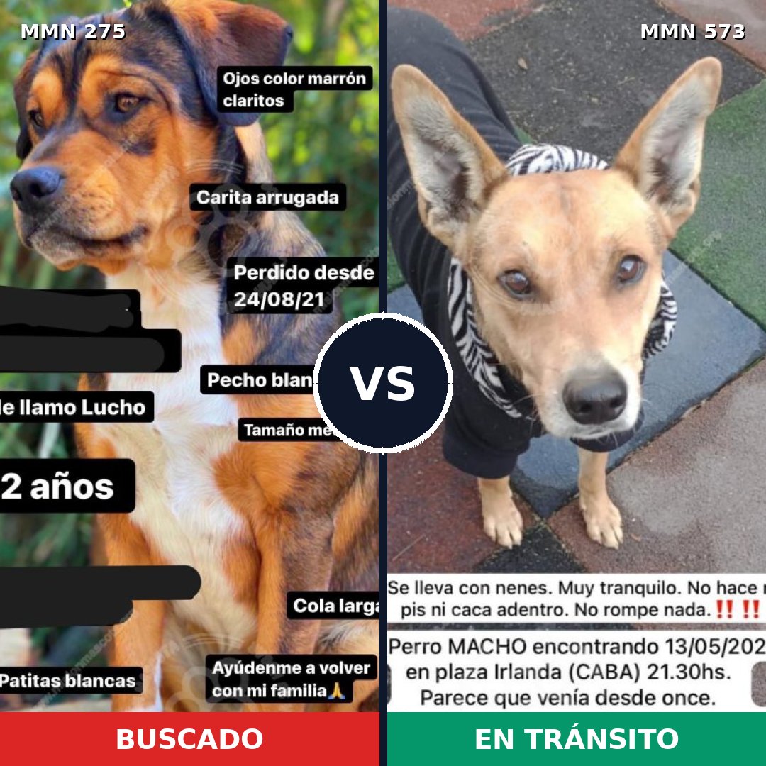 Comparativa MMS 5746: mascota perdida y mascota encontrada, 64% de similitud