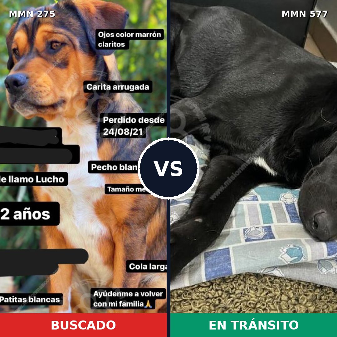 Comparativa MMS 5747: mascota perdida y mascota encontrada, 57% de similitud