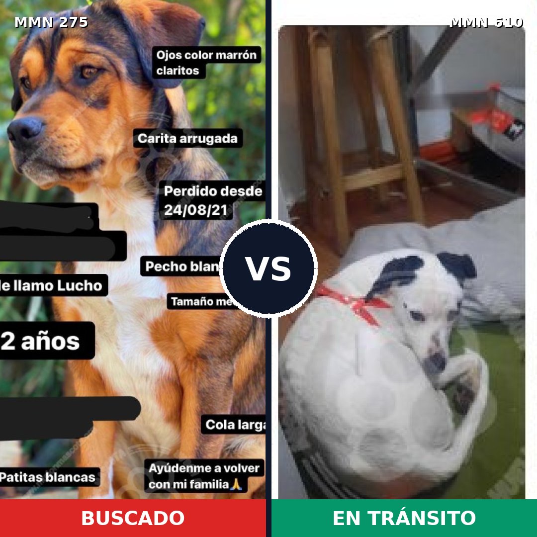 Comparativa MMS 5749: mascota perdida y mascota encontrada, 61% de similitud