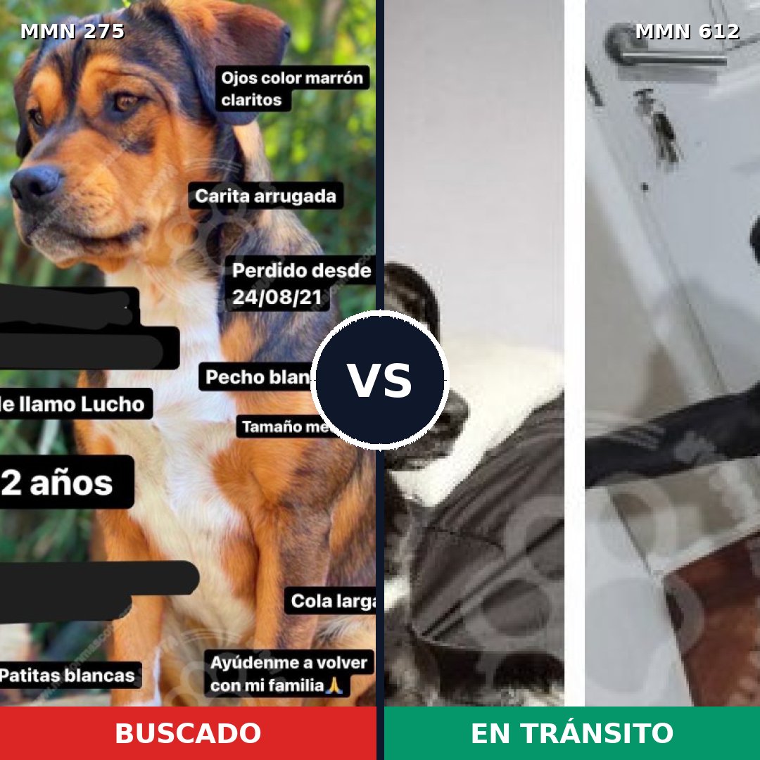 Comparativa MMS 5750: mascota perdida y mascota encontrada, 57% de similitud