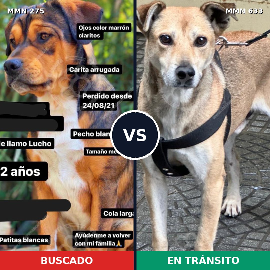 Comparativa MMS 5751: mascota perdida y mascota encontrada, 52% de similitud