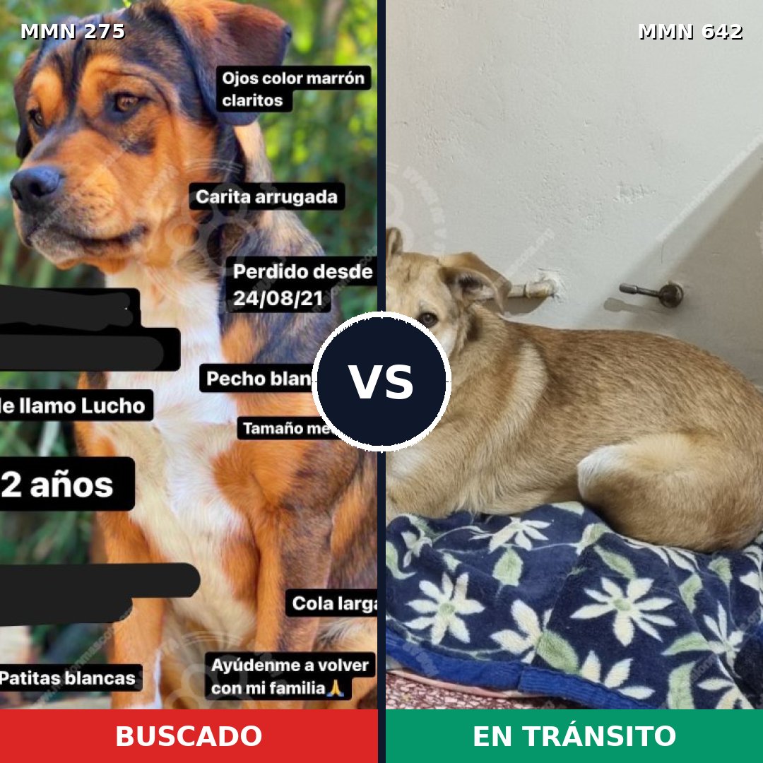Comparativa MMS 5752: mascota perdida y mascota encontrada, 4% de similitud