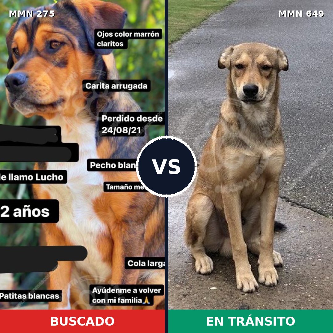 Comparativa MMS 5753: mascota perdida y mascota encontrada, 6% de similitud