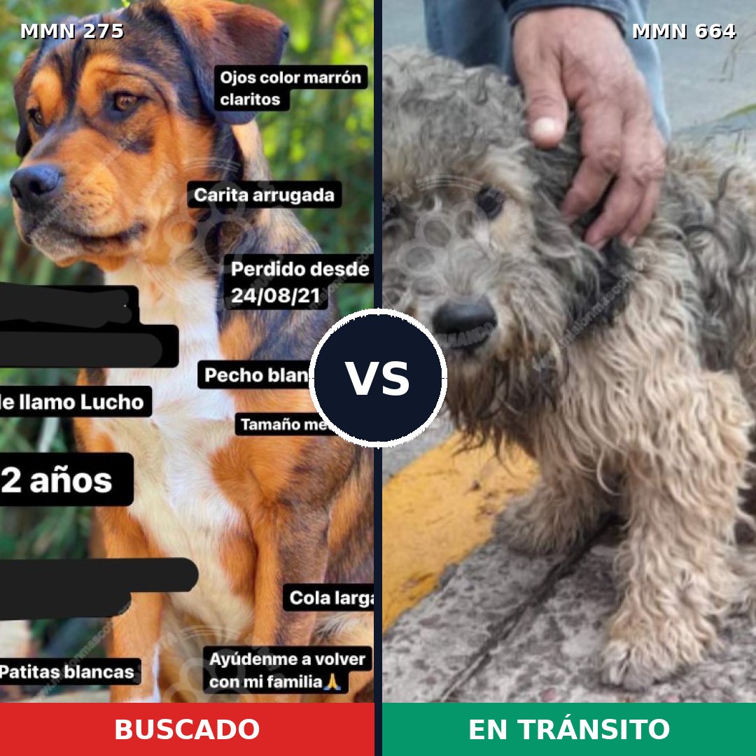 Comparativa MMS 5755: mascota perdida y mascota encontrada, 52% de similitud
