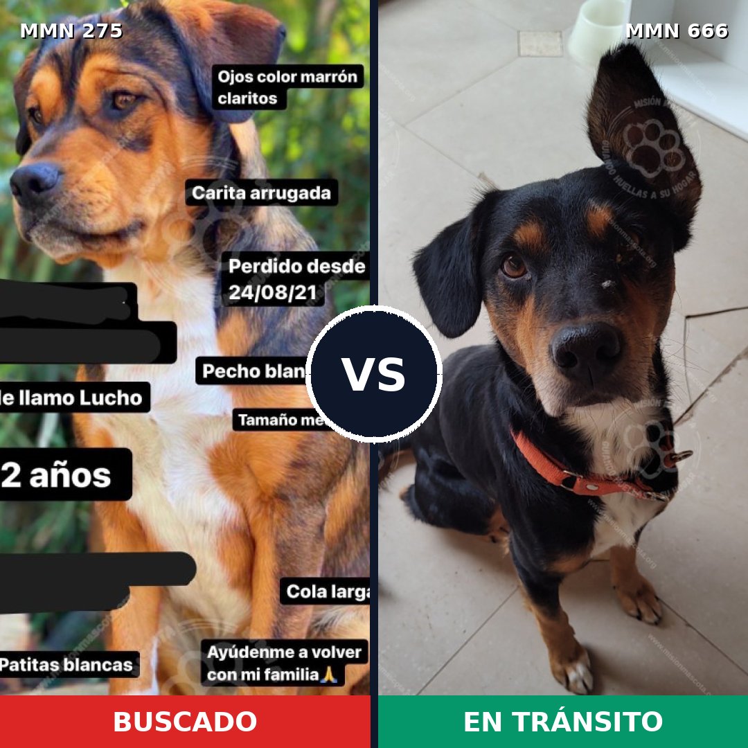 Comparativa MMS 5756: mascota perdida y mascota encontrada, 70% de similitud