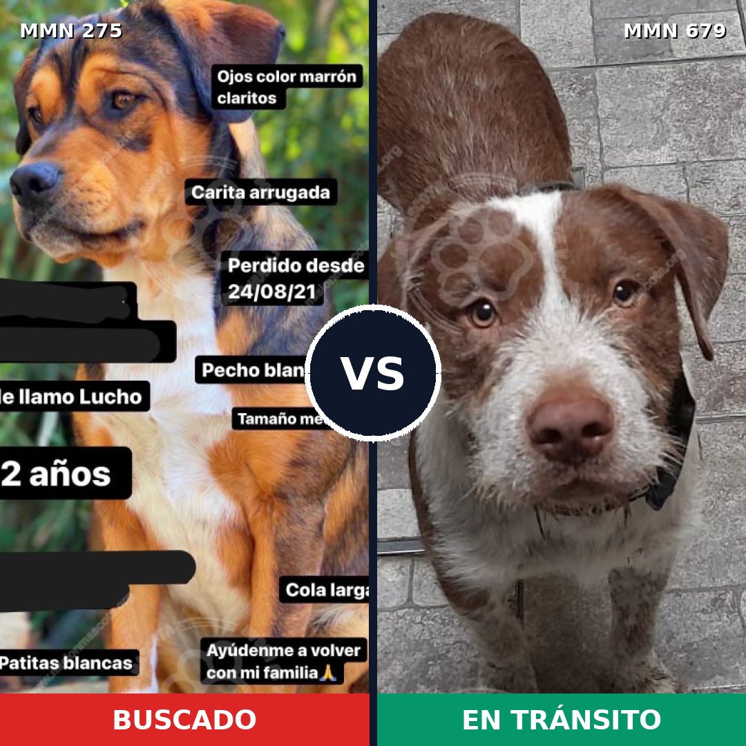 Comparativa MMS 5757: mascota perdida y mascota encontrada, 7% de similitud