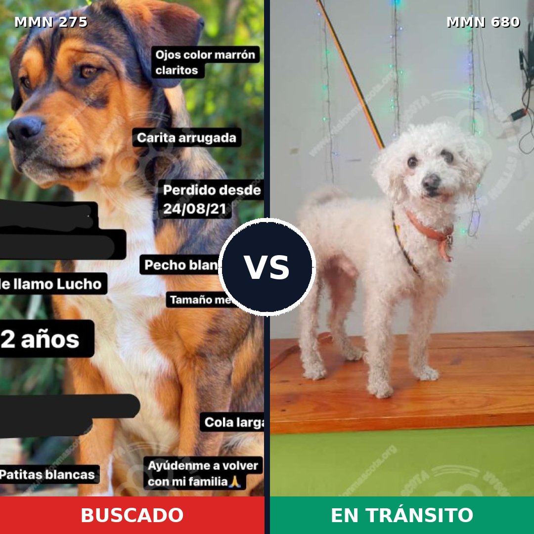 Comparativa MMS 5758: mascota perdida y mascota encontrada, 11% de similitud