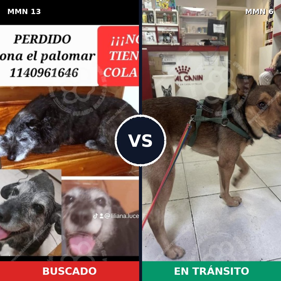 Comparativa MMS 576: mascota perdida y mascota encontrada, 76% de similitud