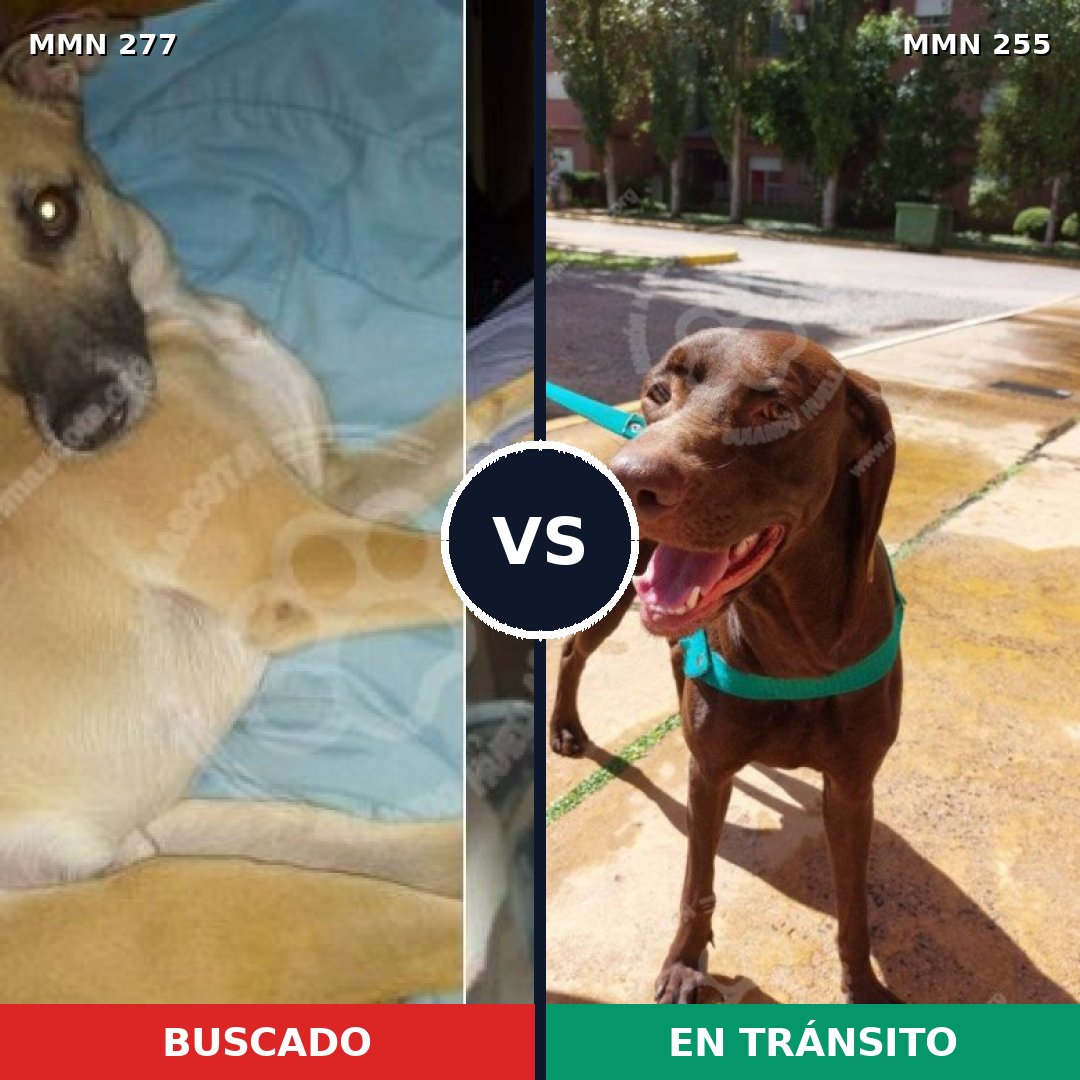 Comparativa MMS 5760: mascota perdida y mascota encontrada, 6% de similitud