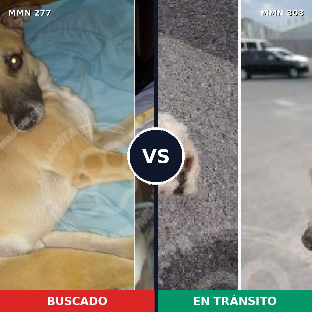 Comparativa MMS 5762: mascota perdida y mascota encontrada, 26% de similitud