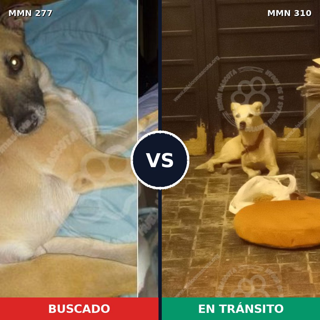 Comparativa MMS 5763: mascota perdida y mascota encontrada, 63% de similitud