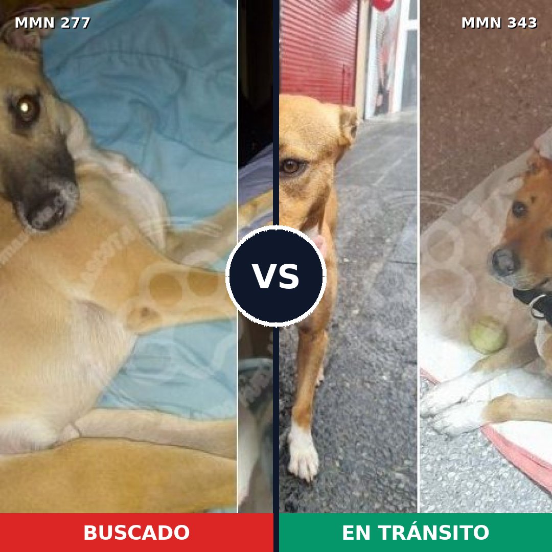 Comparativa MMS 5765: mascota perdida y mascota encontrada, 72% de similitud