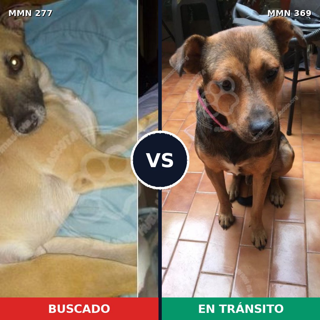 Comparativa MMS 5766: mascota perdida y mascota encontrada, 51% de similitud