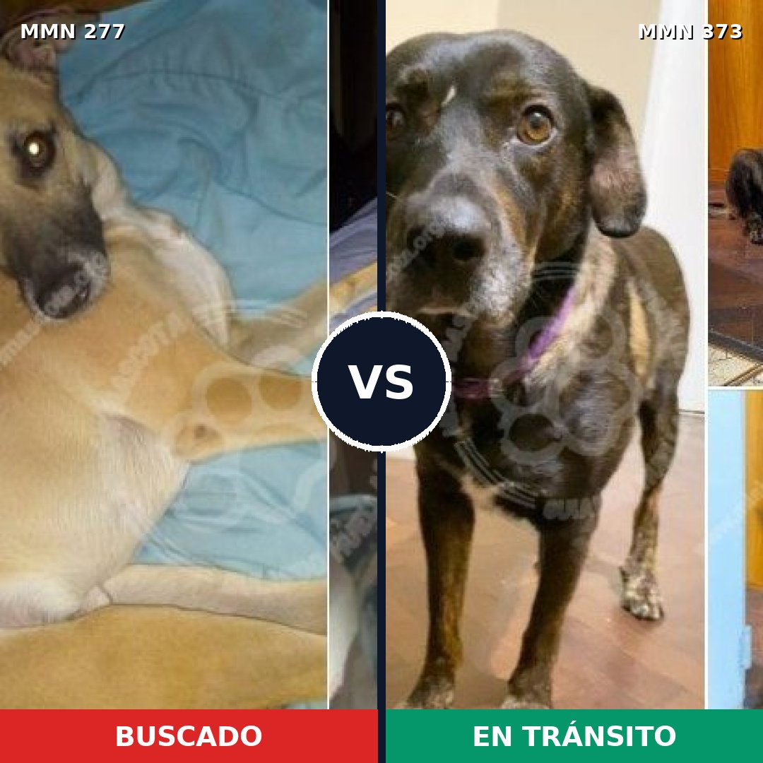 Comparativa MMS 5767: mascota perdida y mascota encontrada, 49% de similitud