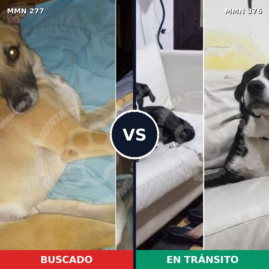 Comparativa MMS 5768: mascota perdida y mascota encontrada, 71% de similitud