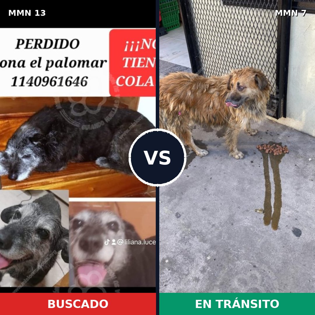 Comparativa MMS 577: mascota perdida y mascota encontrada, 58% de similitud