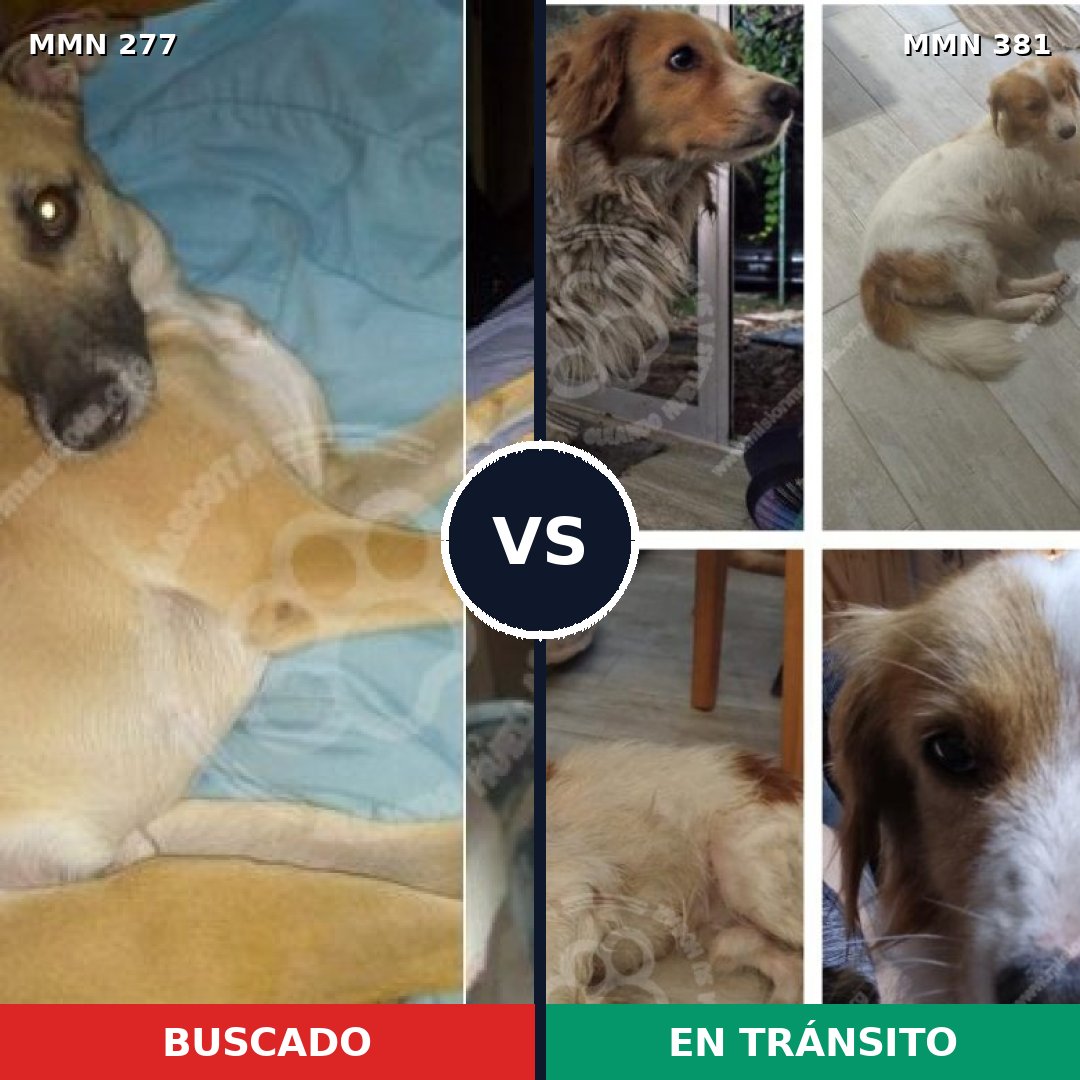 Comparativa MMS 5770: mascota perdida y mascota encontrada, 69% de similitud