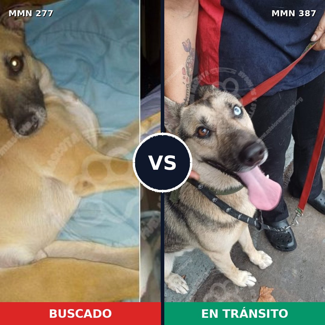 Comparativa MMS 5771: mascota perdida y mascota encontrada, 43% de similitud