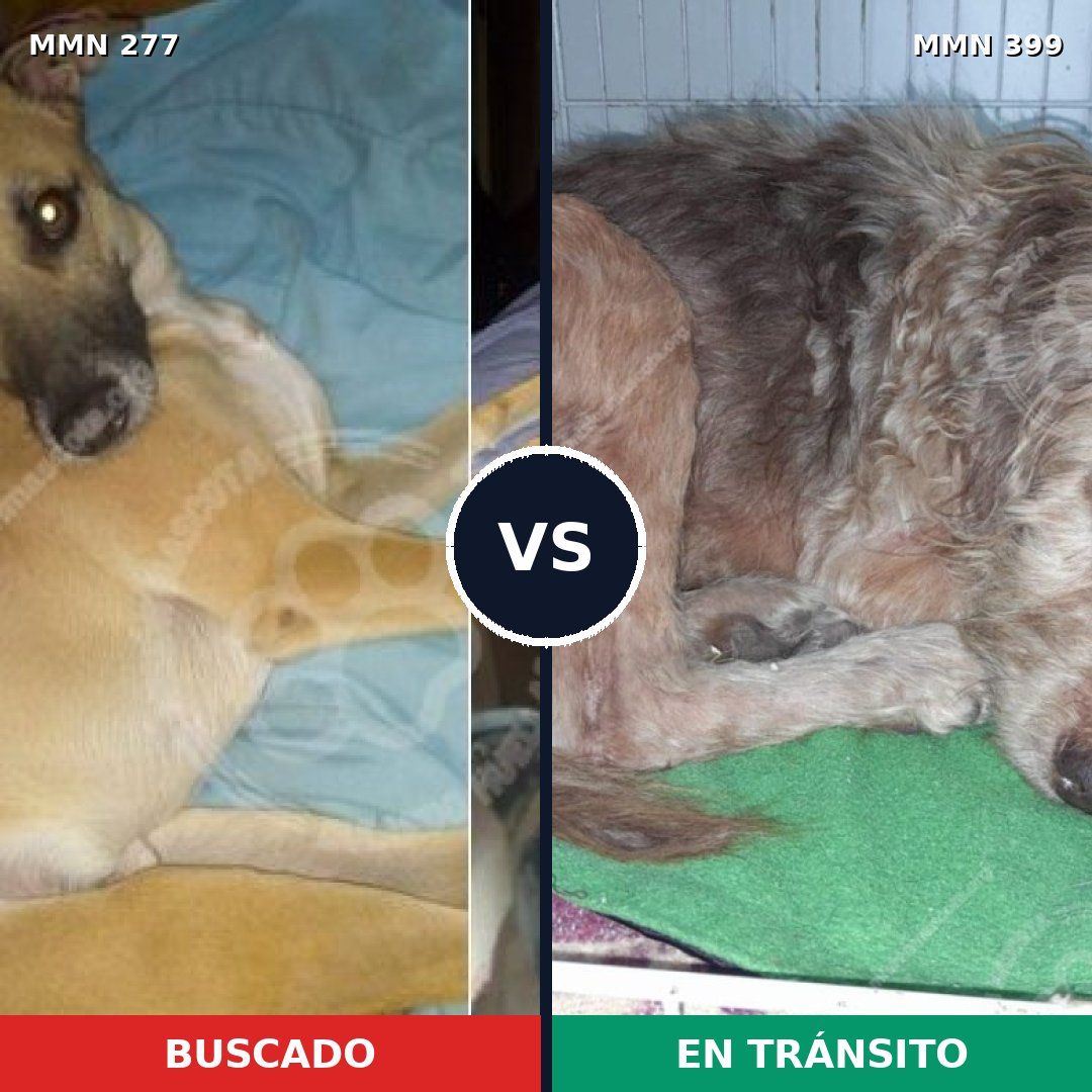 Comparativa MMS 5772: mascota perdida y mascota encontrada, 52% de similitud