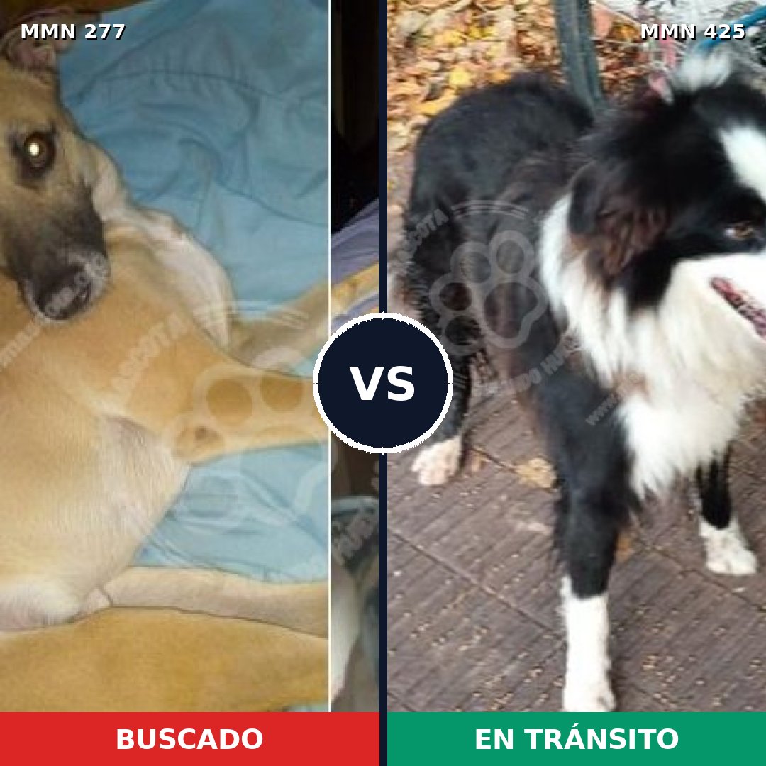 Comparativa MMS 5775: mascota perdida y mascota encontrada, 15% de similitud
